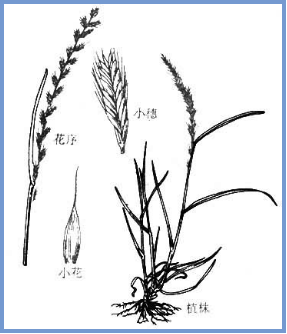 2025年4月陕西自考06508《草坪管理》章节串讲：草坪草（第三章）(图4)