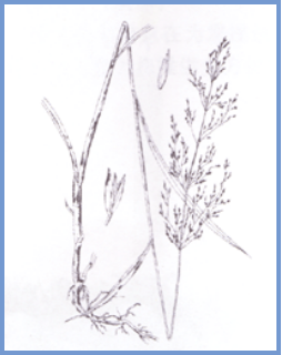 2025年4月陕西自考06508《草坪管理》章节串讲：草坪草（第三章）(图8)