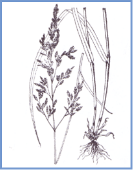 2025年4月陕西自考06508《草坪管理》章节串讲：草坪草（第三章）(图6)
