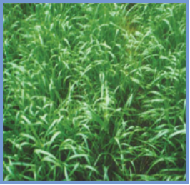 2025年4月陕西自考06508《草坪管理》章节串讲：草坪草（第三章）(图5)