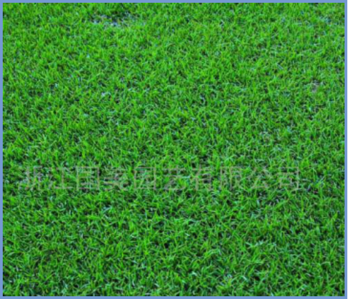 2025年4月陕西自考06508《草坪管理》章节串讲：草坪草（第三章）(图11)
